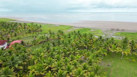 Aerial view endless Sandy Beach Of Ecuador With Palm Tree Forest. Vídeos de archivo 250402576