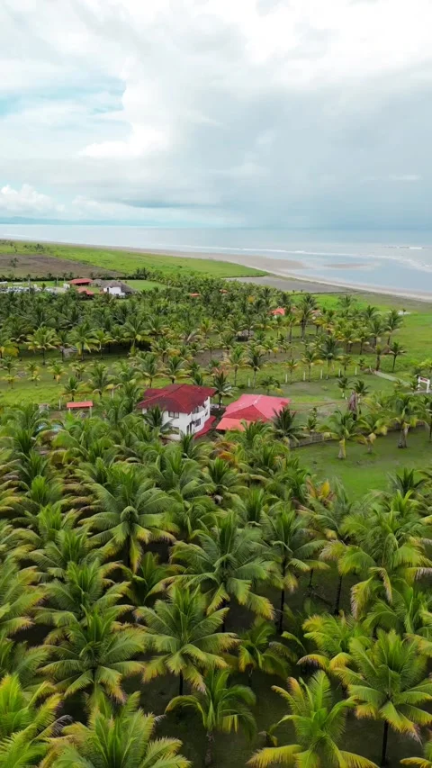 Aerial view of endless Sandy Beach Of Ecuador With Palm Tree Forest. Vídeos de archivo 250402577