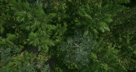 Aerial view of the endless summer pine forest, looping 3D animation Stock-Footage 151681107
