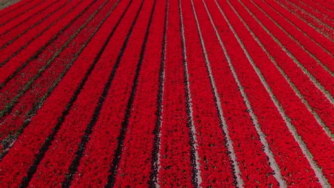 Aerial view of endless vibrant red tulip fields with perfectly geometric Stock Footage 337156571