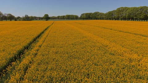Aerial view of an endless yellow rapeseed field with tractor paths. Drone l.. Stock Footage 337653468