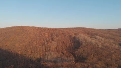 Aerial view. Environment in the fall, trees and branches. Picturesque deciduous Видео 119707172