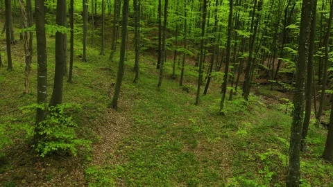 Aerial view of a epic forest 스톡 동영상 240319284