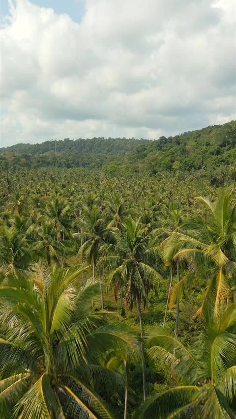 Aerial view of epic palm forest on tropical island in Thailand. Stock Footage 279910859