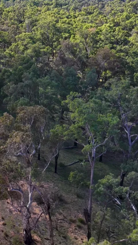 Aerial View of Eucalyptus Forest and Dry Sandy Creek Bed Stock Footage 346356283