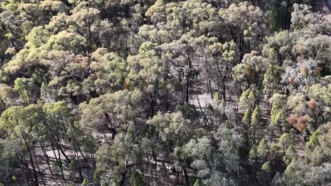 Aerial View of Eucalyptus Forest Canopy in Australian Outback Stock Footage 341377106