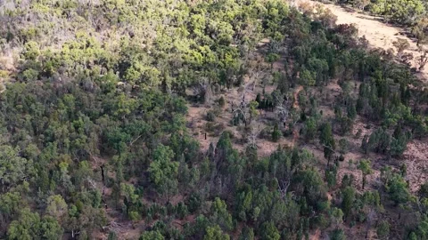 Aerial View of Eucalyptus Forest Canopy in The Pilliga Australia Stock Footage 345102848