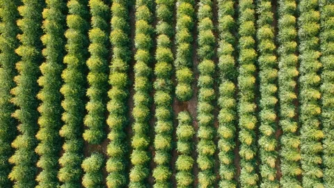 Aerial View of Eucalyptus forest Video stock 109141372