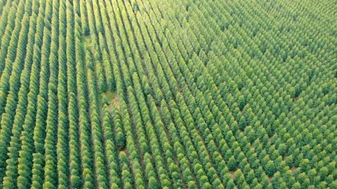 Aerial View of Eucalyptus forest Stock Footage 109173421
