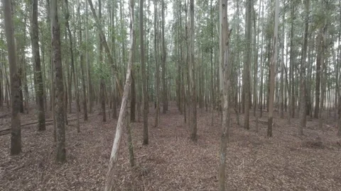 Aerial View of Eucalyptus Forest in Neat Rows Stock Footage 309939688