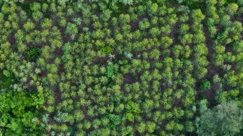 Aerial View Of Eucalyptus Forest. Stock Photos