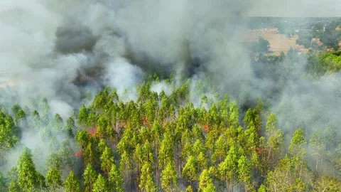 Aerial view of eucalyptus forest wildfire. Video stock 334315115