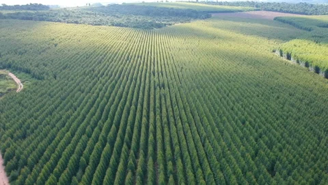 Aerial View Of Eucalyptus Plantation Stock Footage