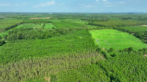 Aerial view of eucalyptus plantations and cassava fields. Stockbeeldmateriaal 340134389