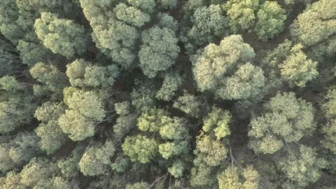 Aerial view of Eucalyptus trees dancing in the wind  Stock Footage 163654843