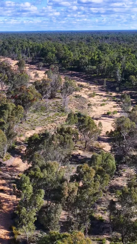 Aerial View of Eucalyptus Woodland and Dry Creek Bed Stock Footage 346009341