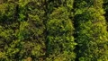 Aerial view of even rows of tea plants on plantation, export goods production HD Footage