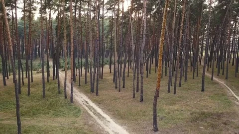 Aerial view of evening in the coniferous forest Stock Footage 81595672