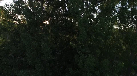Aerial view on evening sun blinking through the trees Stock Footage 64834252