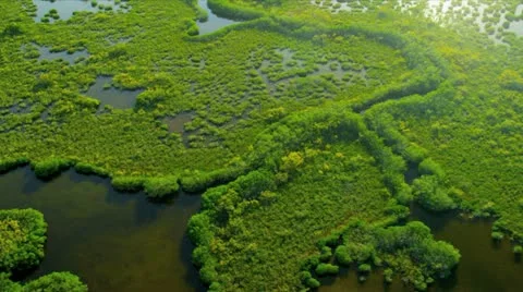 Aerial view Everglades  largest Sub tropical region in USA Stock Footage 21979997