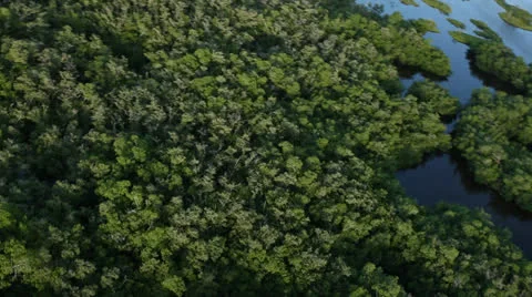 Aerial View of Everglades Trees 動画素材 26737675