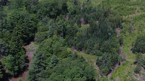 Aerial View of Evergreen Forest Stock Footage 95568008