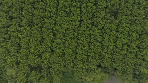 Aerial view evergreen forest Stockbeeldmateriaal 98392287