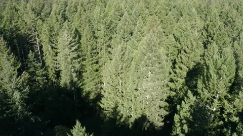 Aerial View of Evergreen Forest Trees Stock Footage 149385606
