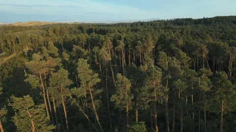 Aerial view of evergreen pine tree forest in Beecraigs Country Park Stock Footage 316790267