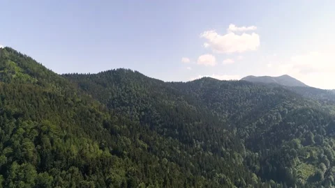 Aerial view of evergreen pine trees at mountain, Germany. Stock Footage 149002191