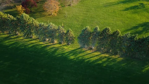 Aerial view of evergreen trees casting long evening shadows across a bright Stock Footage 322018836