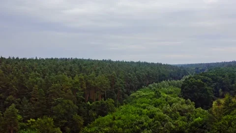 Aerial view of evergreen trees Stock Footage 136809143