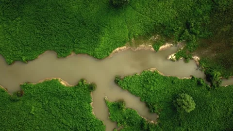 Aerial view of exotic foreign ecological river through green foliage rainforest 스톡 동영상 201886367