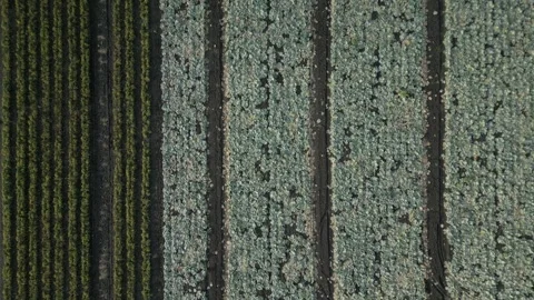 Aerial view of expansive agricultural fields showcasing rows of green crops and Vídeo Stock 332724096