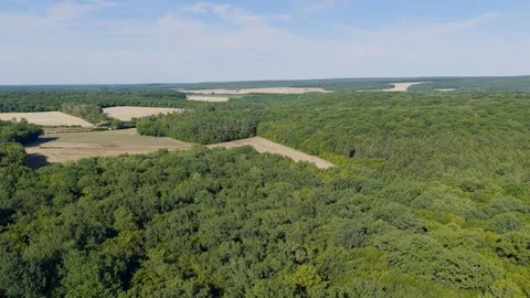 Aerial view of expansive green forests and agricultural fields under a clear Stock Footage 346672229