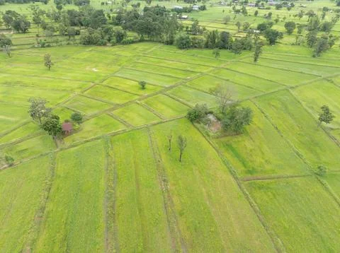 Aerial view of expansive green rice paddies across tropical countryside dur.. Foto stock