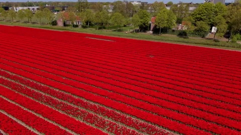 Aerial view of an expansive red tulip field next to green rows. Drone lands.. Stock Footage 337638503