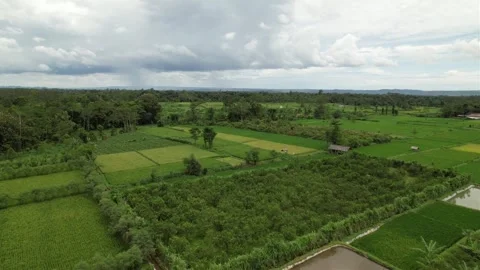 Aerial view of expansive rice fields against a clear sky Stock Footage 263700118