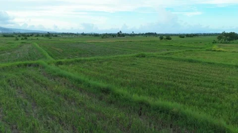 Aerial view of expansive rice rows of young rice fields. Stock Footage 336023795