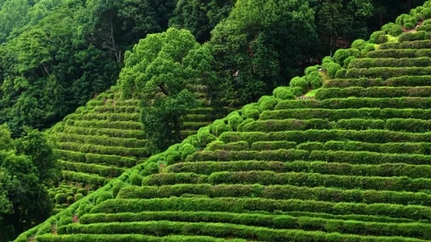 Aerial view of expansive tea plantations in lush green mountains Stock Footage 314115214