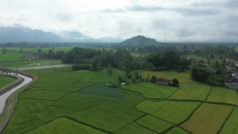 Aerial view of expansive vibrant rice fields, a meandering river, and dista.. 스톡 동영상 337278404
