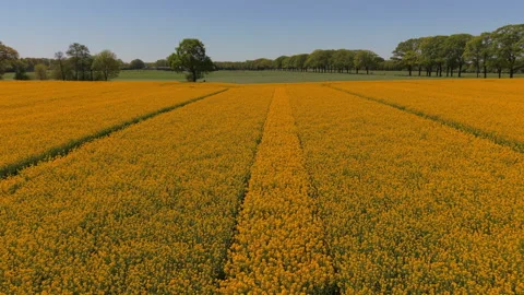 Aerial view of an expansive yellow rapeseed field. Drone landscape Stock Footage 337654480