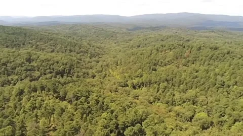 An aerial view of the extended lush forest canopy of a section of Alabama forest Stock-Footage 340524948