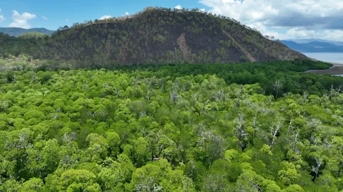 Aerial View of Extensive Mangrove on Remote Tropical Island in Indonesia Stock Footage 219761400