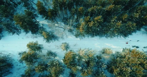 Aerial view of fabulous pine forest in winter and walking pair on snowed road Stock-Footage 246739968