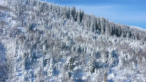 Aerial view of a fabulous snow-covered forest on the slopes of the mountains Stock Footage 199788341