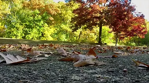 Aerial view of the fall colors in a local state park Video stock 42822149