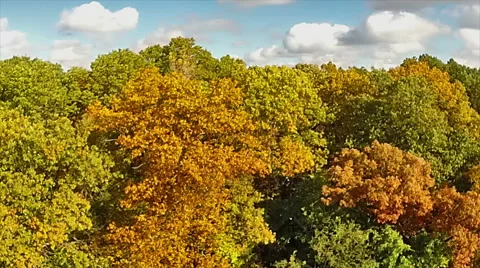 Aerial view of the fall colors in a local state park Stock Footage 42823522