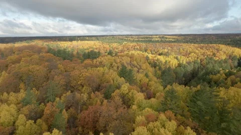 Aerial view of fall colors over a forest. Cinematic Drone LOG Video stock 254727051