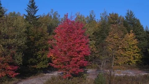 Aerial View of Fall Foliage Stock Footage 97474745
